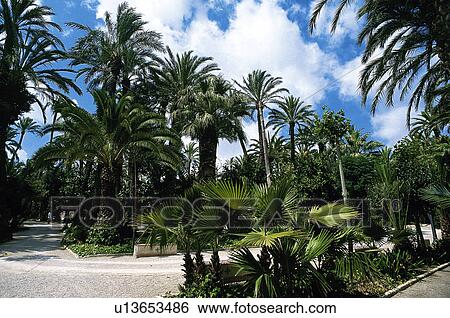 Spain, Alicante, Elche, Nature, Tree, Trees, Palm tree View Large Photo Image Stock Photograph - Spain, Alicante, Elche, Nature, Tree, Trees, Palm tree. Fotosearch