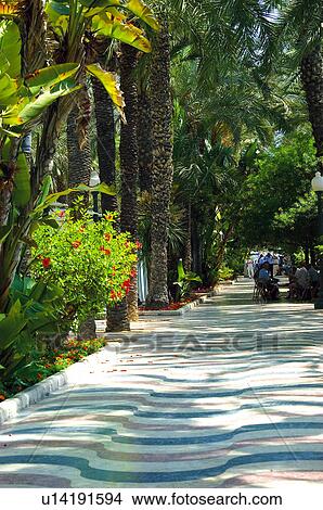 Spain, Alicante, Street, Tree, Trees, Plant, Plants View Large Photo Image Picture - Spain, Alicante, Street, Tree, Trees, Plant, Plants. Fotosearch