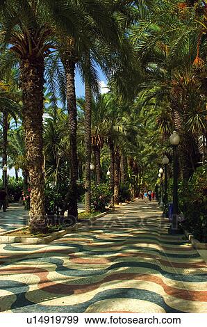 Spain, Alicante, Town, City, Tree, Trees, Palm tree View Large Photo Image Stock Photo - Spain, Alicante, Town, City, Tree, Trees, Palm tree. Fotosearch