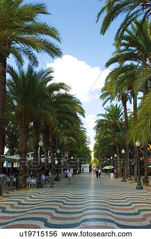 Spain, Alicante, Town, City, Tree, Trees, Palm tree View Large Photo Image Stock Photograph - Spain, Alicante, Town, City, Tree, Trees, Palm tree. Fotosearch