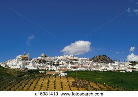 Spain, Andalucia, Andalusia, Cadiz, Olvera, Landscape, Plantation View Large Photo Image Stock Image - Spain, Andalucia, Andalusia, Cadiz, Olvera, Landscape, Plantation. Fotosearch