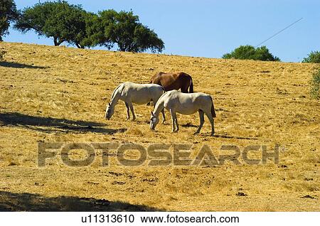 Stock Image - Spain, Andalucia, Andalusia, Cattle farming, Stockbreeding, Livestock, Animal. Fotosearch