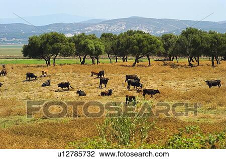 Spain, Andalucia, Andalusia, Cattle farming, Stockbreeding, Livestock, Animal View Large Photo Image Stock Image - Spain, Andalucia, Andalusia, Cattle farming, Stockbreeding, Livestock, Animal. Fotosearch