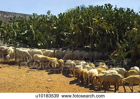 Spain, Andalucia, Andalusia, Cattle farming, Stockbreeding, Livestock, Animal View Large Photo Image Stock Photo - Spain, Andalucia, Andalusia, Cattle farming, Stockbreeding, Livestock, Animal. Fotosearch
