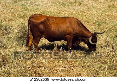 Stock Photo - Spain, Andalucia, Andalusia, Cattle farming, Stockbreeding, Livestock, Animal. Fotosearch