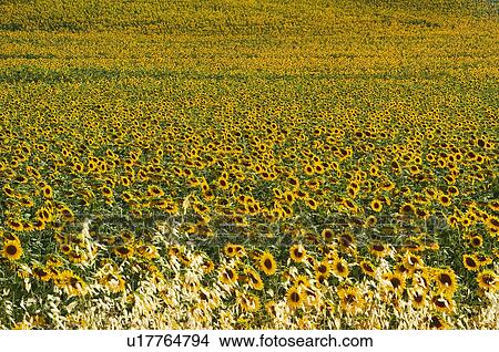 Spain, Andalucia, Andalusia, Country, Nature, Landscape, Agriculture View Large Photo Image Picture - Spain, Andalucia, Andalusia, Country, Nature, Landscape, Agriculture. Fotosearch