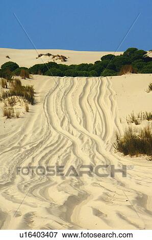 Spain, Andalucia, Andalusia, Huelva, National park, Park, Doñana View Large Photo Image Stock Photo - Spain, Andalucia, Andalusia, Huelva, National park, Park, Doñana. Fotosearch
