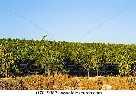 Stock Image - Spain, Andalucia, Andalusia, Nature, Landscape, Agriculture, Country. Fotosearch