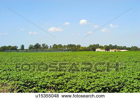 Spain, Andalucia, Andalusia, Nature, Landscape, Agriculture, Cotton View Large Photo Image Stock Photo - Spain, Andalucia, Andalusia, Nature, Landscape, Agriculture, Cotton. Fotosearch