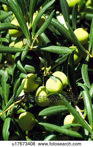 Espanha Andalucia Andalusia Natureza Arvore Oliveira Azeitona Banco De Imagem U17673408 Fotosearch