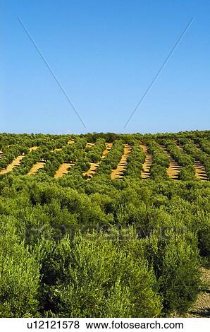 Spain, Andalucia, Andalusia, Country, Nature, Tree, Trees View Large Photo Image Stock Photo - Spain, Andalucia, Andalusia, Country, Nature, Tree, Trees. Fotosearch