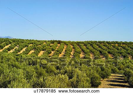 Stock Photography - Spain, Andalucia, Andalusia, Country, Nature, Tree, Trees. Fotosearch