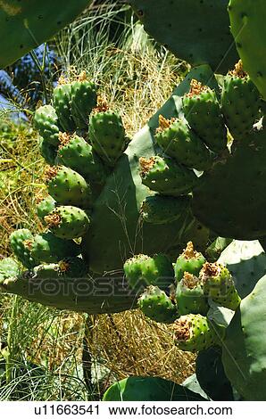 Stock Image - Spain, Andalucia, Andalusia, Fruit, Fruits, Food, Nature. Fotosearch