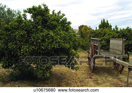 Stock Image - Spain country with fruit trees. Fotosearch