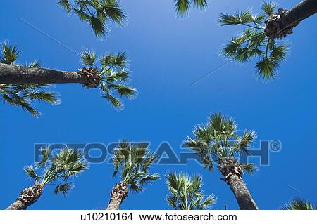 Picture - Spain, Canary islands, Island, Islands, Tenerife, Nature, Tree. Fotosearch