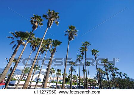 Stock Image - Spain, Canary islands, Island, Islands, Tenerife, Nature, Tree. Fotosearch