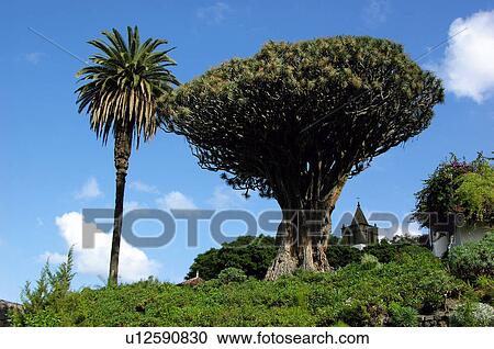 Spain, Canary islands, Island, Islands, Tenerife, North, North tenerife View Large Photo Image Stock Image - Spain, Canary islands, Island, Islands, Tenerife, North, North tenerife. Fotosearch