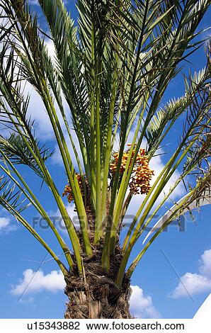 Stock Image - Spain, Canary islands, Island, Islands, Tenerife, Nature, Tree. Fotosearch