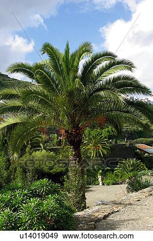Spain, Canary islands, Island, Islands, Tenerife, North, North tenerife View Large Photo Image Stock Photo - Spain, Canary islands, Island, Islands, Tenerife, North, North tenerife. Fotosearch