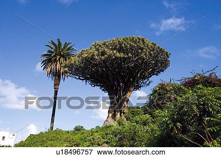 Stock Photo - Spain, Canary islands, Island, Islands, Tenerife, North, North tenerife. Fotosearch