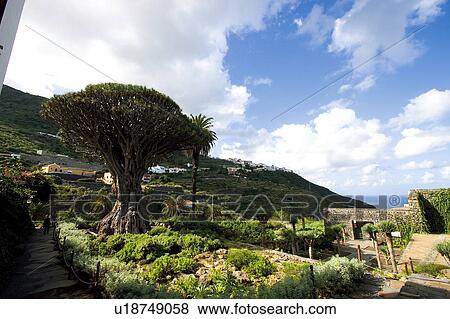 Stock Photo - Spain, Canary islands, Island, Islands, Tenerife, North, North tenerife. Fotosearch