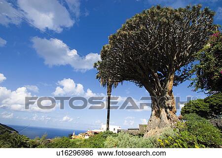 Stock Photograph - Spain, Canary islands, Island, Islands, Tenerife, North, North tenerife. Fotosearch