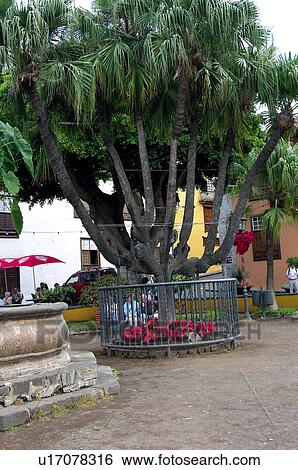 Spain, Canary islands, Island, Islands, Tenerife, North, North tenerife View Large Photo Image Stock Photograph - Spain, Canary islands, Island, Islands, Tenerife, North, North tenerife. Fotosearch
