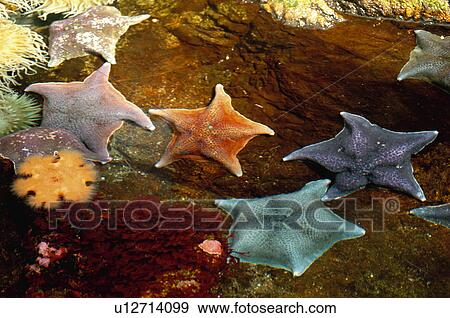 Stock Photo - Europe, European city, Portugal, Lisboa, Nature, Landscape, Marine. Fotosearch