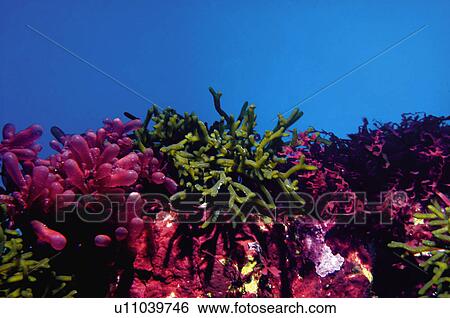 Stock Photograph - Europe, European city, Portugal, Lisboa, Nature, Flower, Flowers. Fotosearch