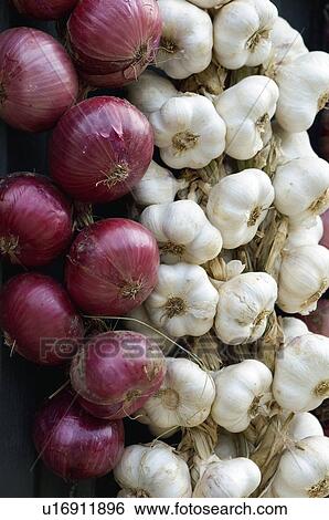 Spain, Cantabria, Santander, Potes, Village, Garlic, Garlics View Large Photo Image Stock Photograph - Spain, Cantabria, Santander, Potes, Village, Garlic, Garlics. Fotosearch
