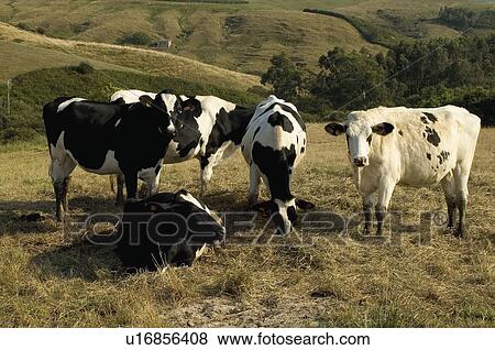 Spain, Cantabria, Santander, San vicente barquera, Nature, Meadow, Paddock View Large Photo Image Stock Photo - Spain, Cantabria, Santander, San vicente barquera, Nature, Meadow, Paddock. Fotosearch