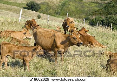 Spain, Cantabria, Santander, San vicente barquera, Cow, Cows, Animal View Large Photo Image Stock Photo - Spain, Cantabria, Santander, San vicente barquera, Cow, Cows, Animal. Fotosearch