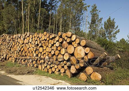 Stock Photograph - Spain, Asturias, Country, Forest, Tree, Trees, Trunk. Fotosearch