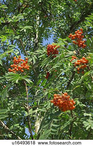 Spain, Asturias, Nature, Tree, Fruits, Leave, Leaves View Large Photo Image Stock Photo - Spain, Asturias, Nature, Tree, Fruits, Leave, Leaves. Fotosearch
