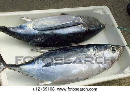 Stock Photo - Spanish food, Food, Fish, Fishes, Two, Tray, Fresh. Fotosearch