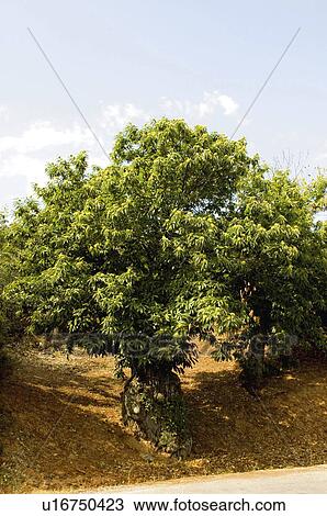 Stock Image - Spain, Castilla leon, Leon, Las medulas, Medulas, Nature, Tree. Fotosearch