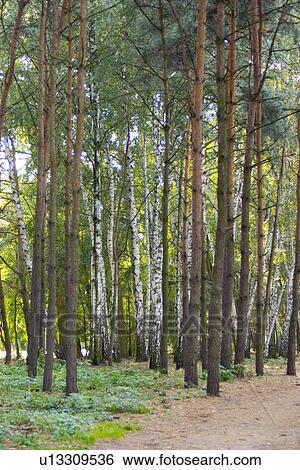 Conifers and birch trees in city park View Large Photo Image Stock Photograph - Conifers and birch trees in city park. Fotosearch