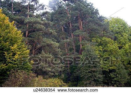 Picture - Forest along road. Fotosearch