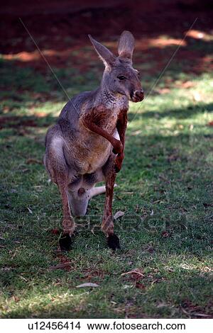 Picture - travel, australia, outback. Fotosearch