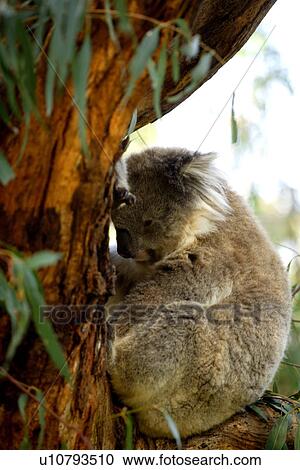 Stock Image - travel, australia, outback. Fotosearch