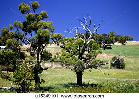 travel, australia, outback View Large Photo Image Stock Image - travel, australia, outback. Fotosearch