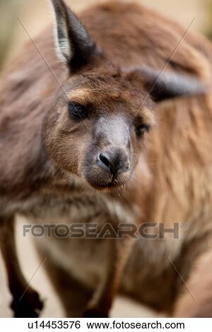 travel, australia, outback View Large Photo Image Stock Photograph - travel, australia, outback. Fotosearch