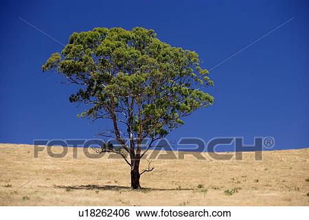 Stock Photograph - travel, australia, outback. Fotosearch