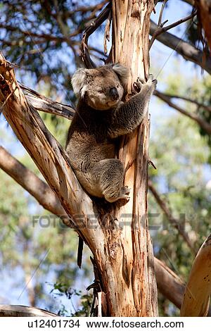 Picture - travel, australia, outback. Fotosearch