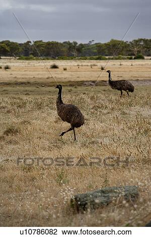 Stock Image - travel, australia, outback. Fotosearch