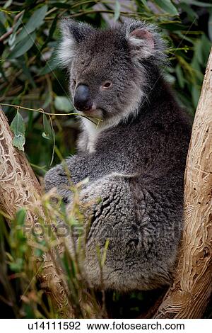 Stock Image - travel, australia, outback. Fotosearch