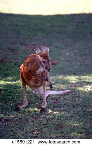 Stock Image - travel, australia, outback. Fotosearch