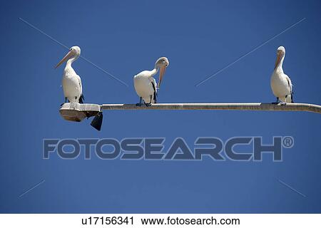 travel, australia, outback View Large Photo Image Stock Image - travel, australia, outback. Fotosearch