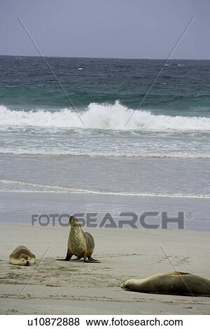 travel, australia, outback View Large Photo Image Stock Photo - travel, australia, outback. Fotosearch