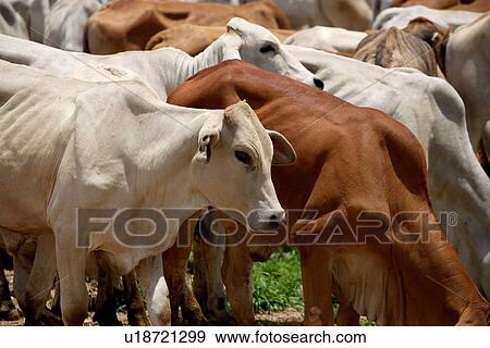 Stock Photo - travel, australia, outback. Fotosearch